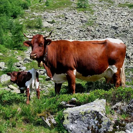 Hinkerhof * Schladming