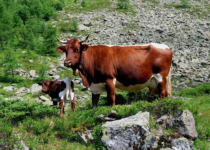 Hinkerhof * Шладминг